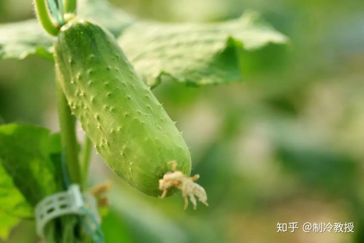 黄瓜保鲜冷库存储14天不烂的方法是什么？(图5)