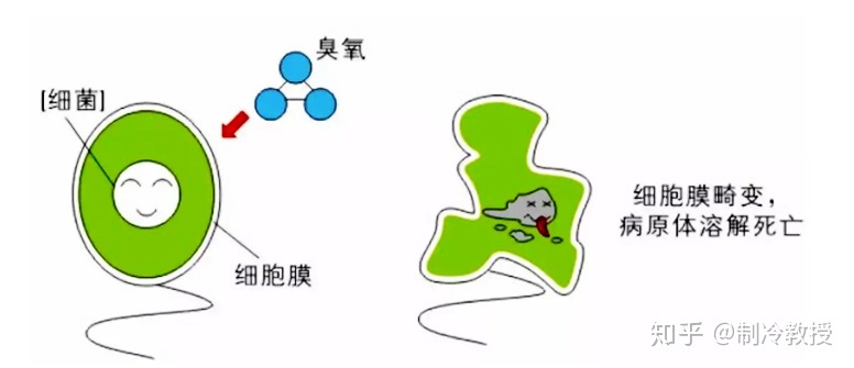 临夏草莓冷库储藏365天是如何做到的？(图6)