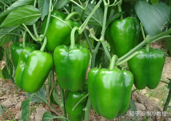 辣椒储藏百天仍能炒着吃，背后的原因是？(图4)